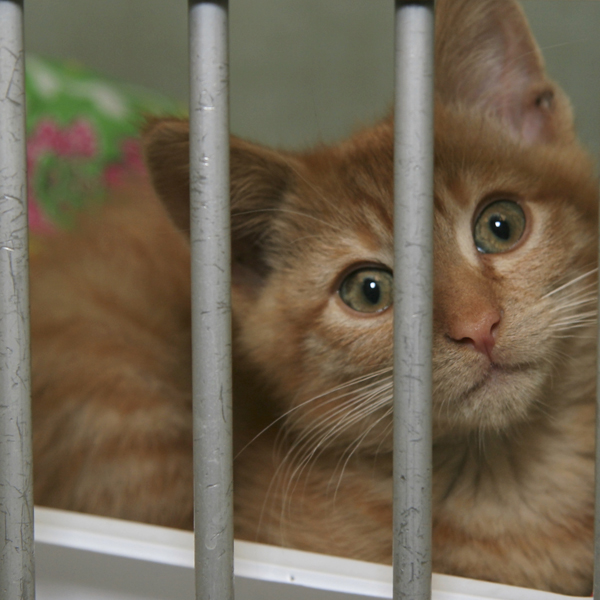 cat in a shelter