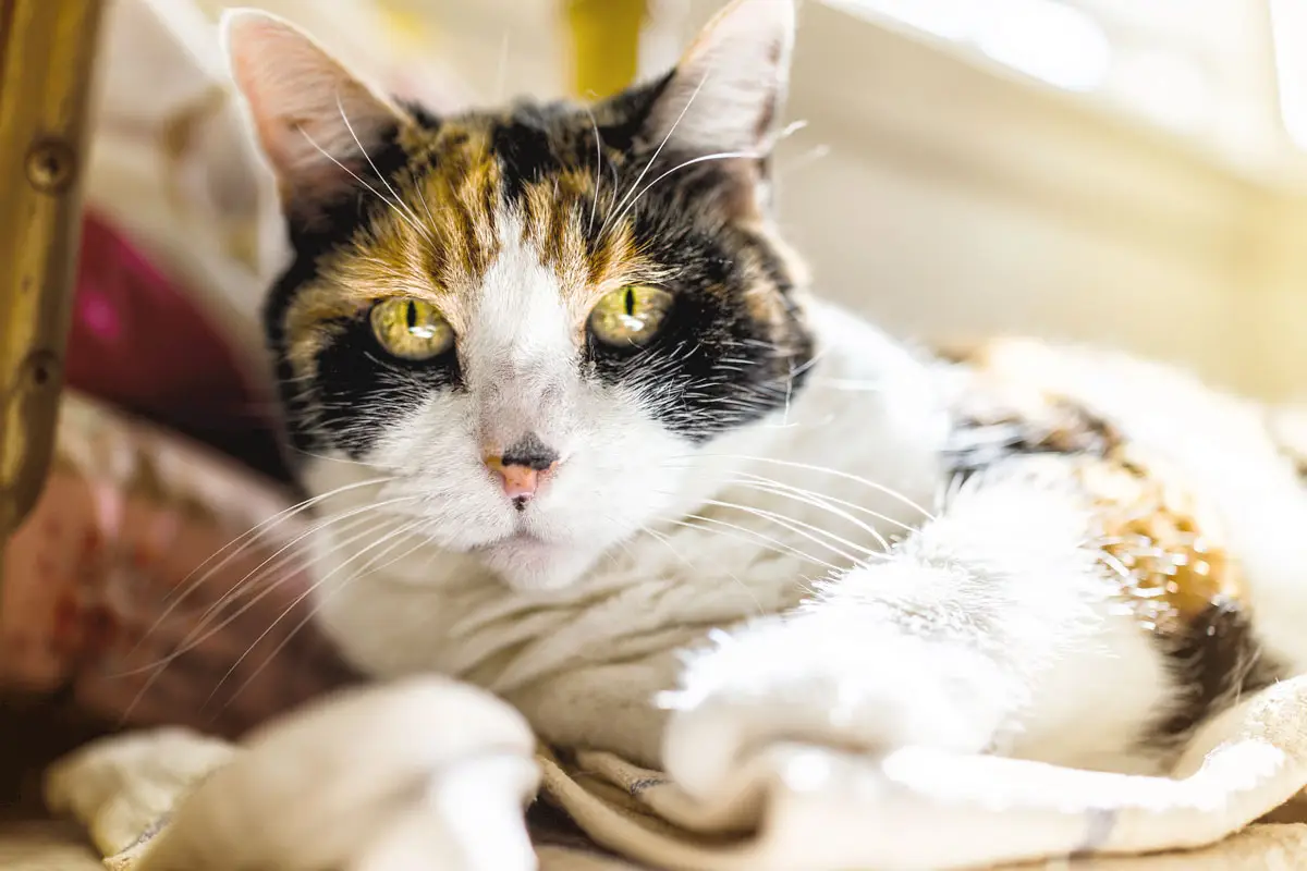senior cat