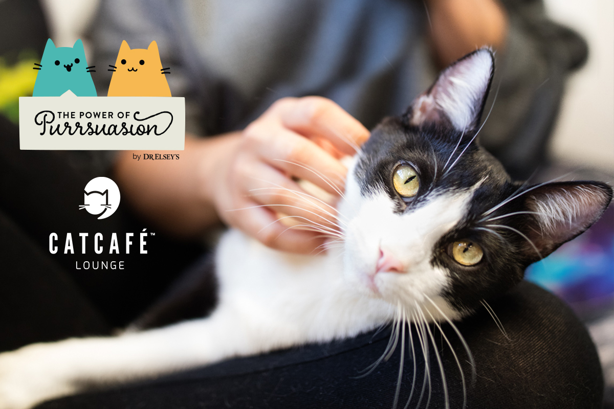 Adopt From CatCafe Lounge - CATCAFE LOUNGE