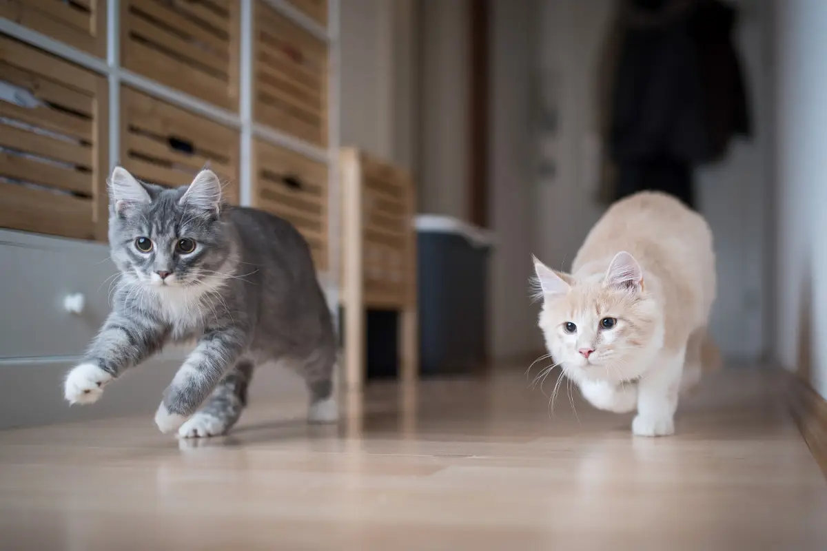 two cats running down a hallway