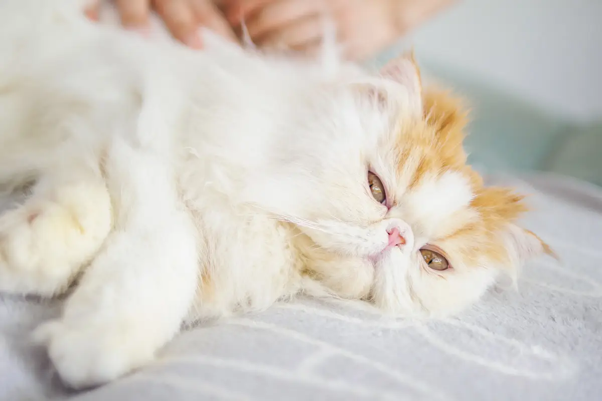 long haired cat relaxing