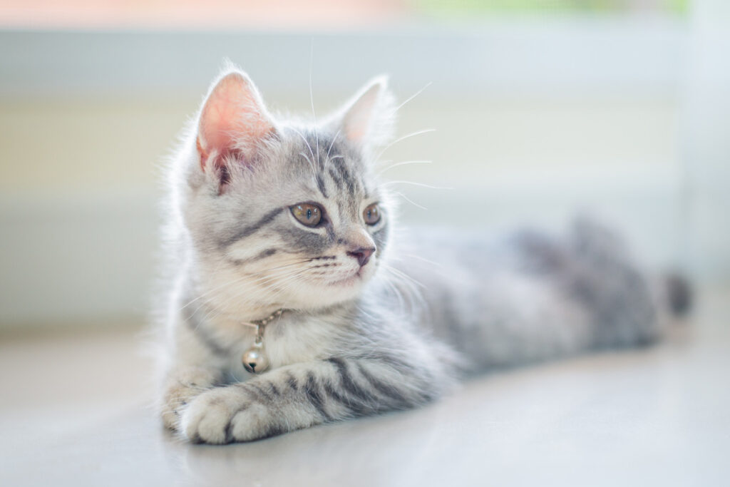 Your Kitten's Litter Box Habits Explained