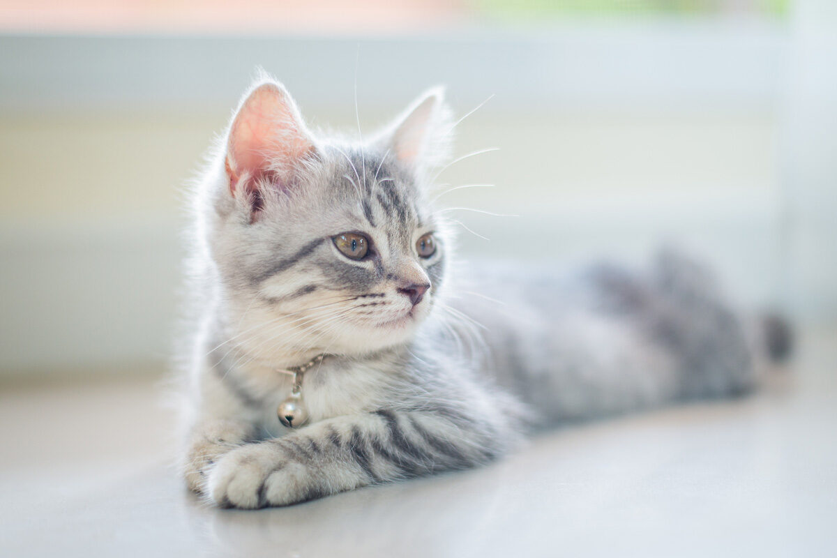 Your Kitten’s Litter Box Habits Explained | Dr. Elsey's