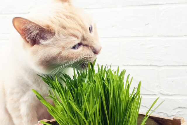 Growing Cat Grass and Catnip Indoors | Dr. Elsey's