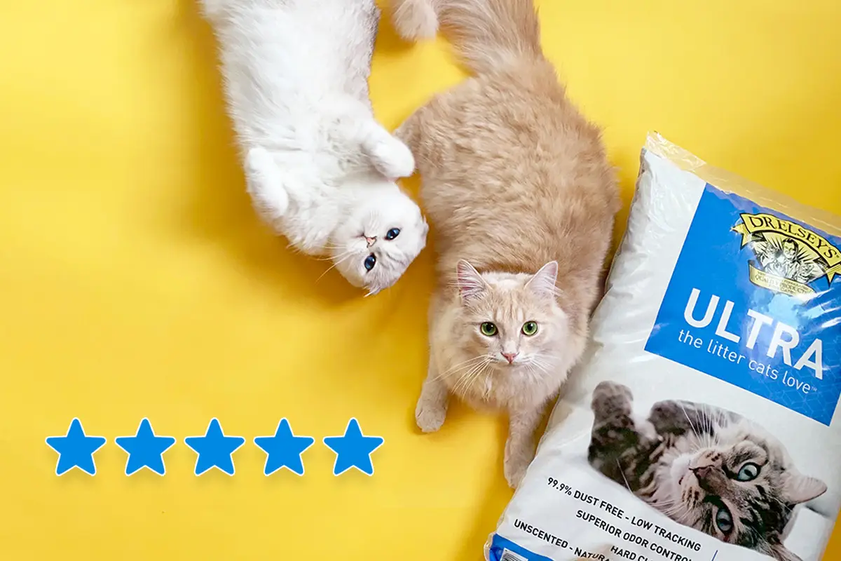 Two cats laying on a yellow background with five blue stars and a bag of litter.