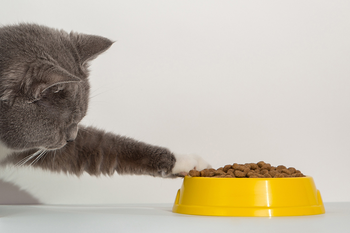 cat pawing at bowl of cat food