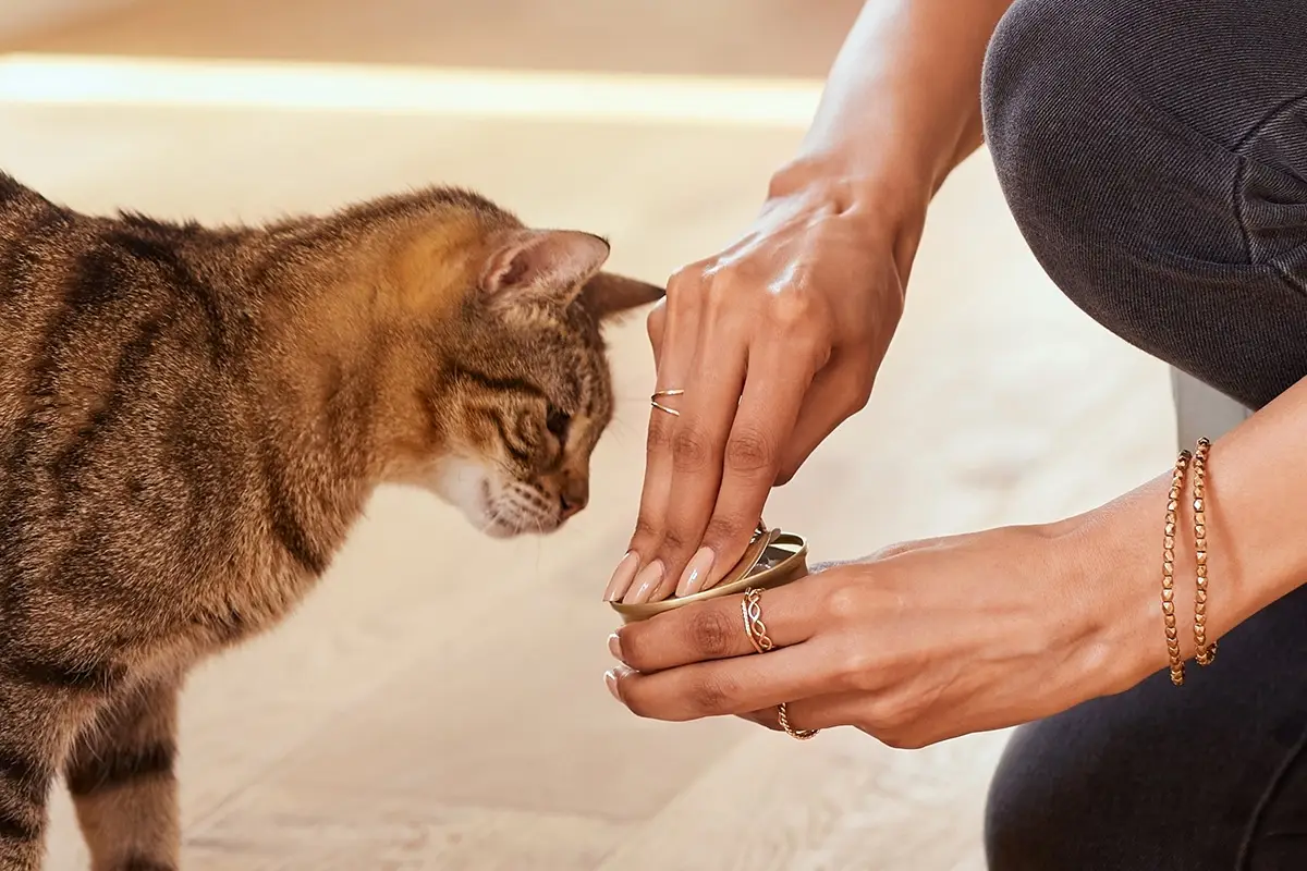 feeding cat canned food