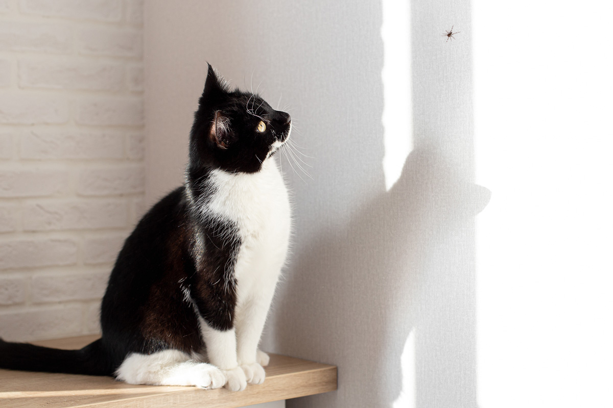Black and white cat staring at the wall.