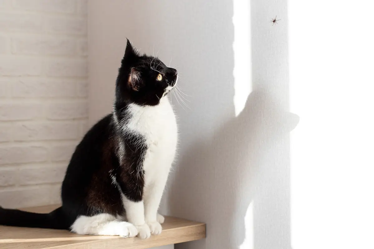 Black and white cat staring at the wall.