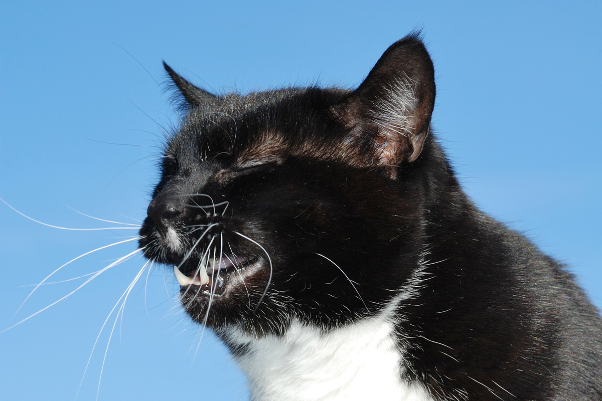 cat sneezing