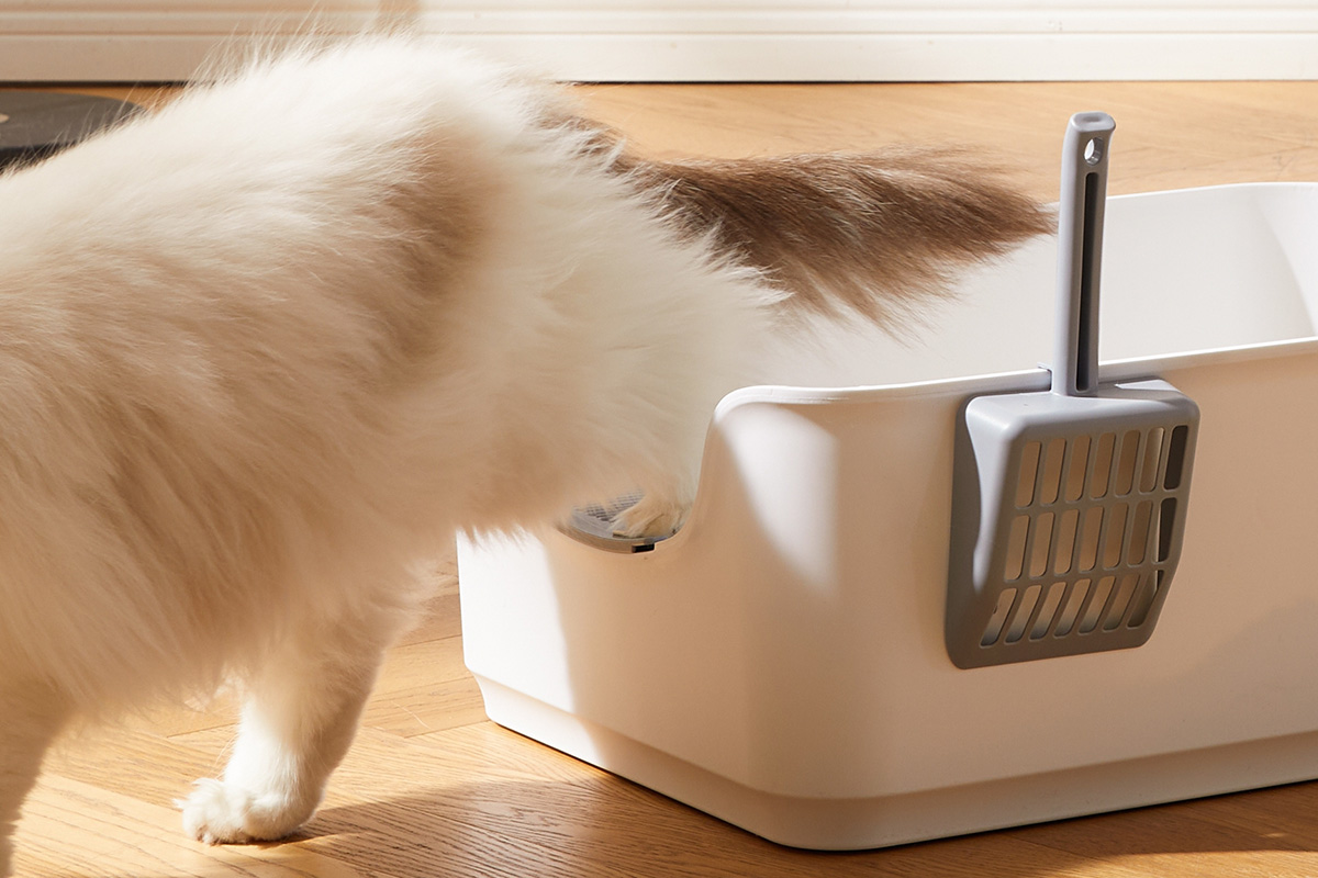 cat stepping out of litter box