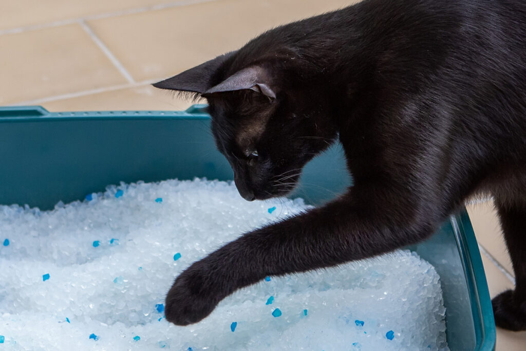 cat in litter box