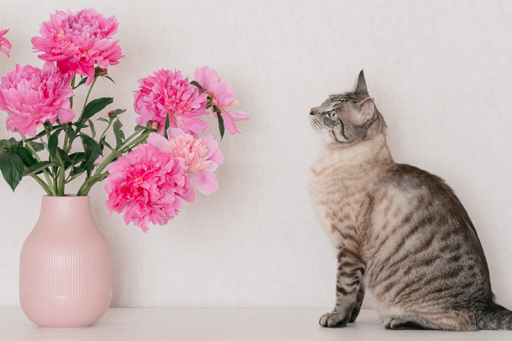 cat looking at a vase filled with flowers