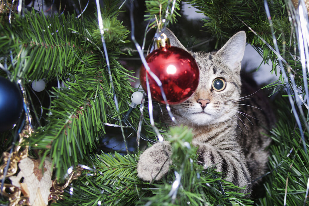 Gray striped cat in a Christmas tree