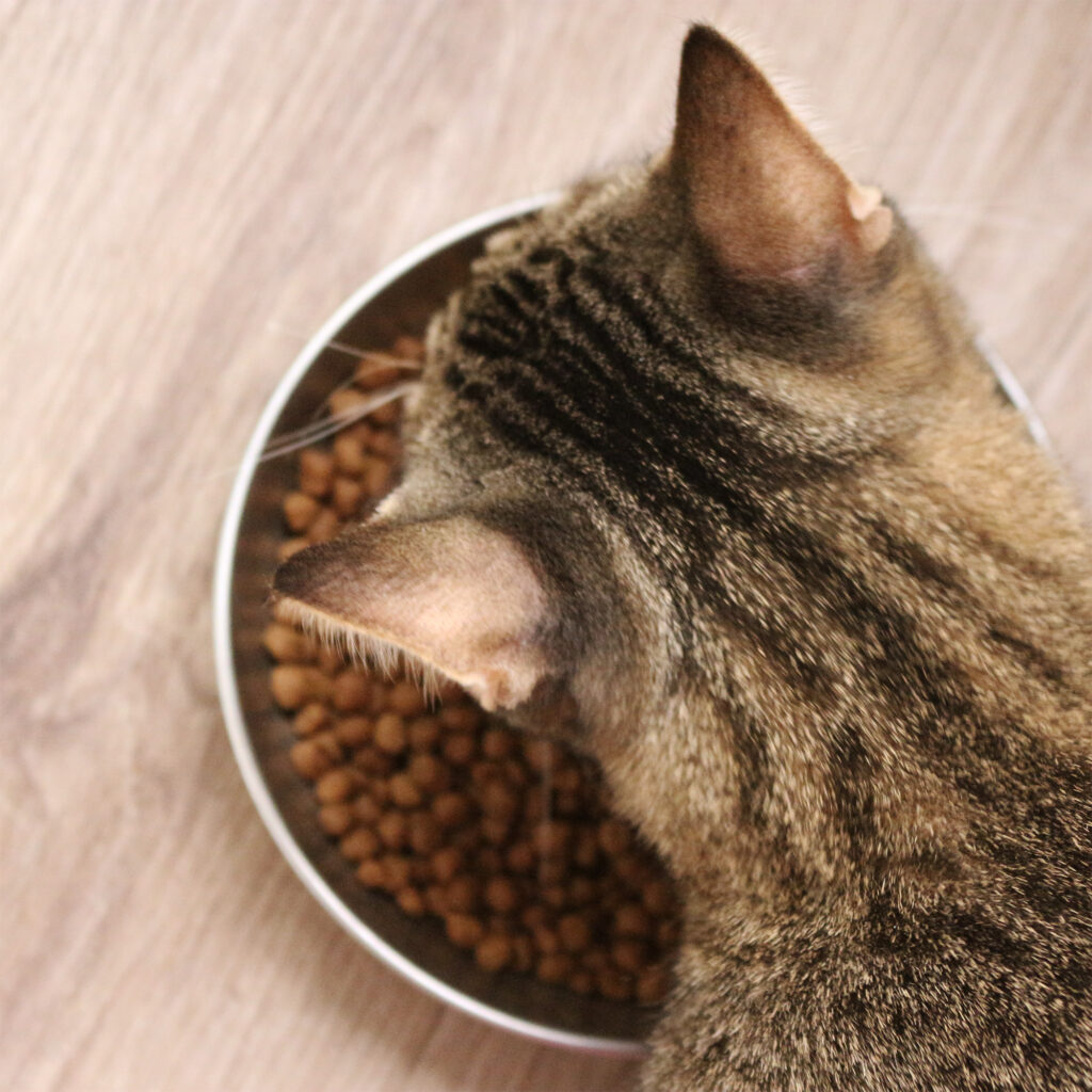 Image of cat eating Dr. Elsey's Chicken Recipe kibble out of a bowl.