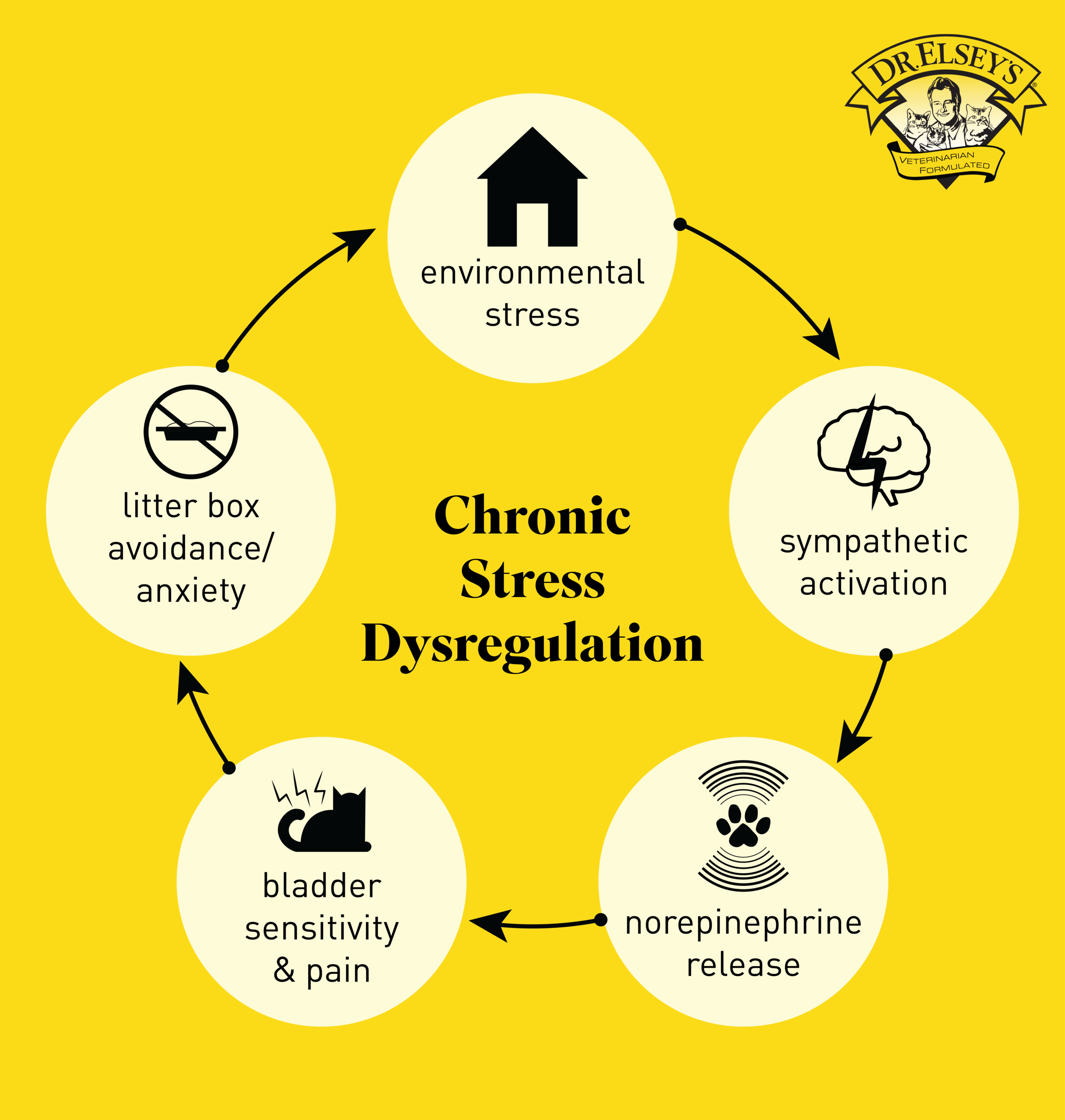 cat stress response diagram showing sympathetic nervous system activation and hormone release