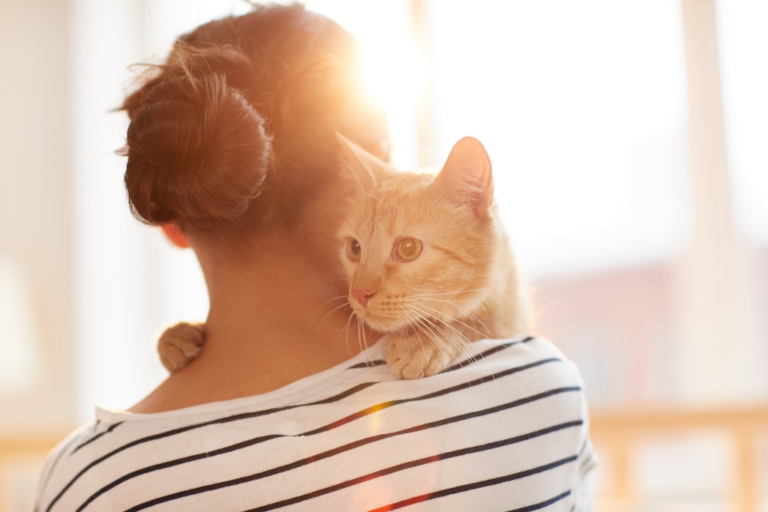 Indoor cat care includes nutrition, litter box setup, enrichment, and creating an environment that supports feline health and behavior.