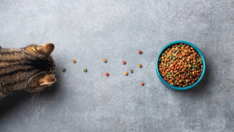 Cat following a trail of kibble leading to a bowl of dry cat food, illustrating feline nutrition.