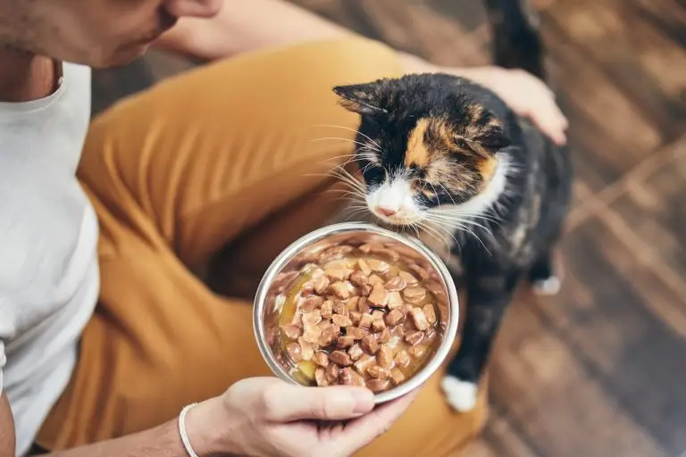 A man feeding wet food to a senior cat from a bowl.