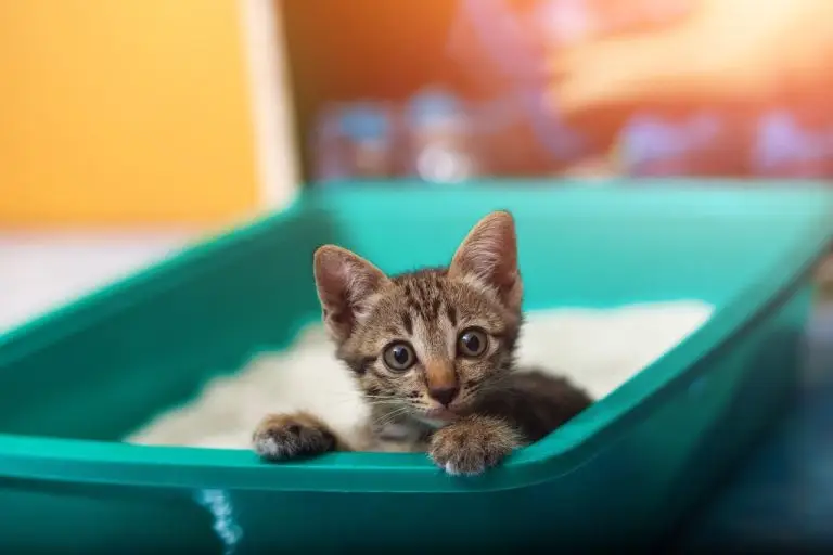 Kitten standing in a litter box filled with fine, granular cat litter.