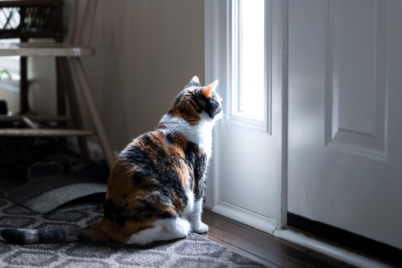 Indoor cat sitting beside a front door looking outside.