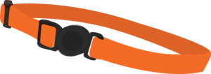 Orange cat collar