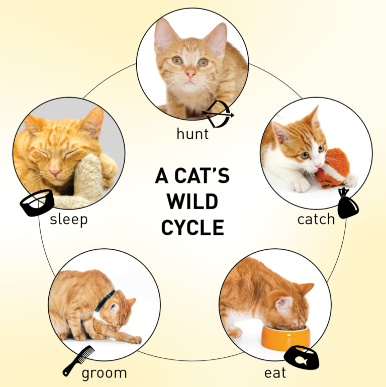 Feline behavior cycle diagram showing the natural hunt, catch, eat, groom, and sleep sequence that influences indoor cat behavior, daily routines, enrichment needs, and human-cat interactions.