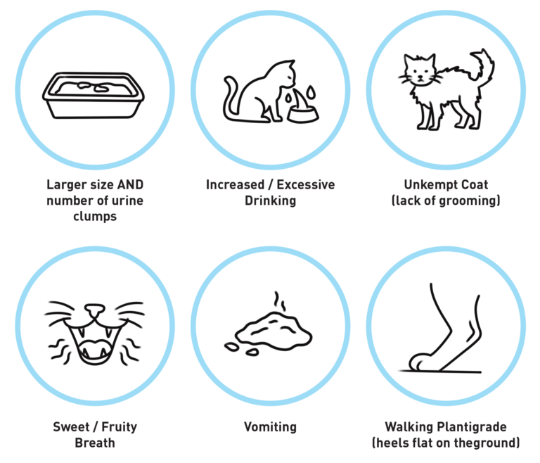 Early symptoms of feline diabetes includes larger size and number of urine clumps, increased thirst, unkempt coat, sweet/fruity breath, vomiting, and/or walking plantigrade.