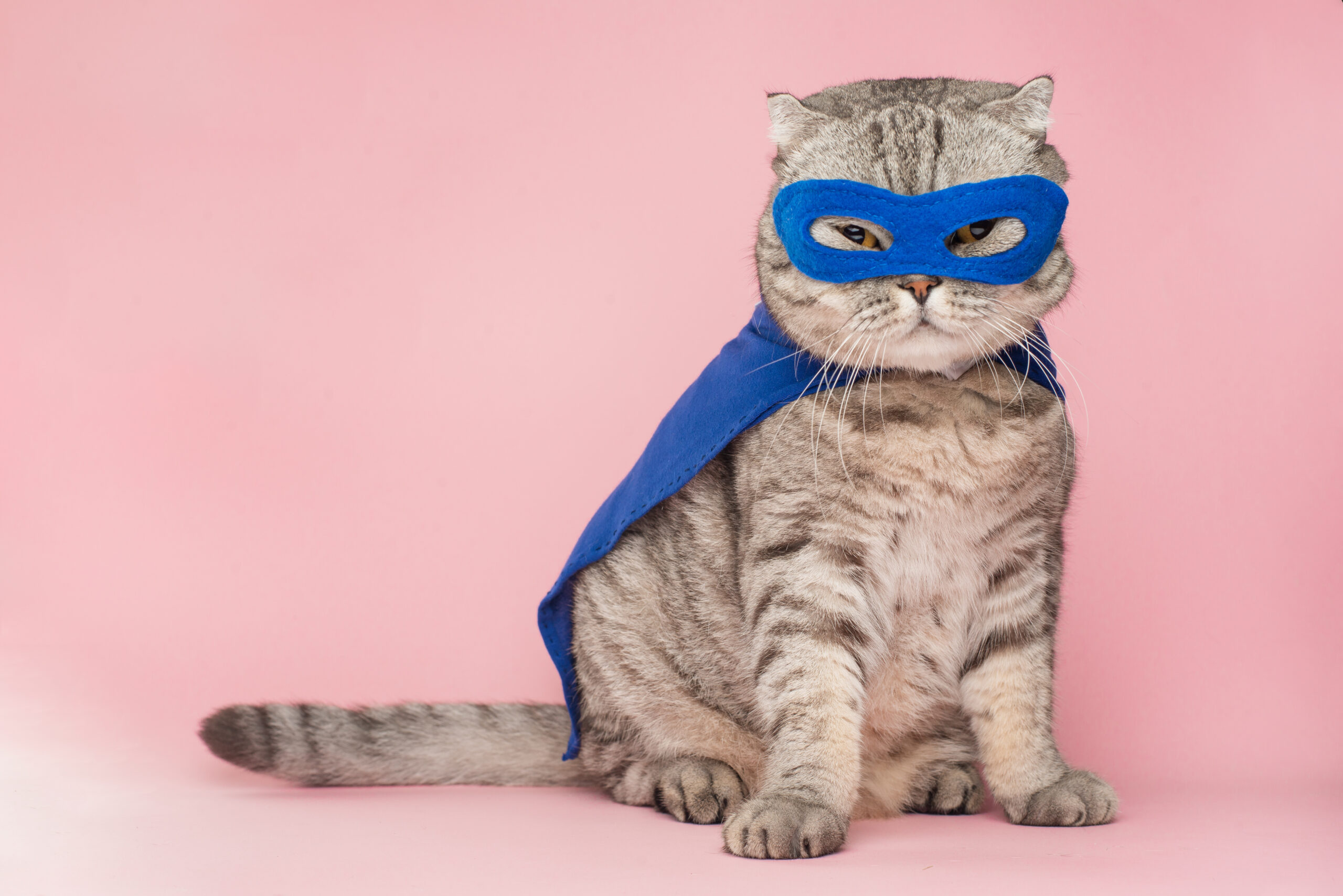 Cat wearing a blue cloak and mask, posed against a pink background.
