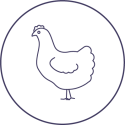 Chicken2