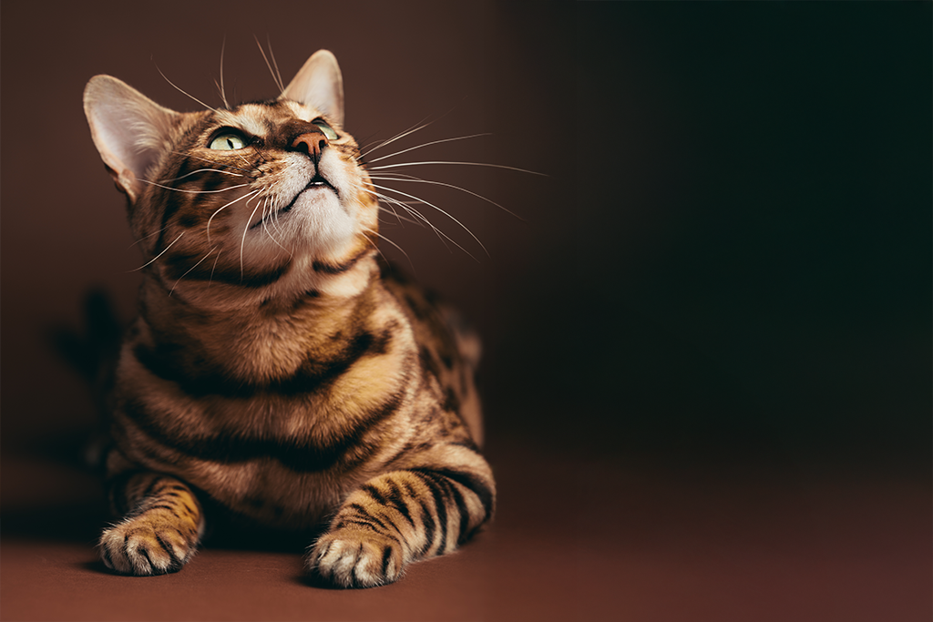 brown tabby cat on brown background looking up