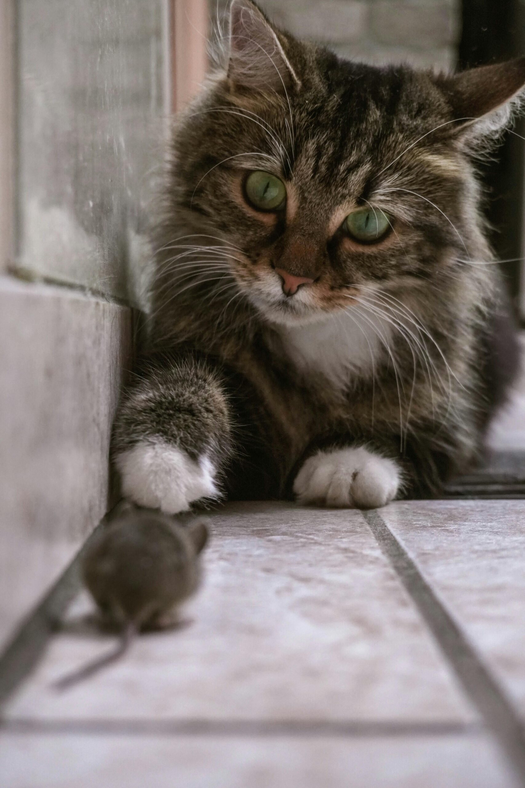 pexels-katherine-mihailova-7393595-7846705